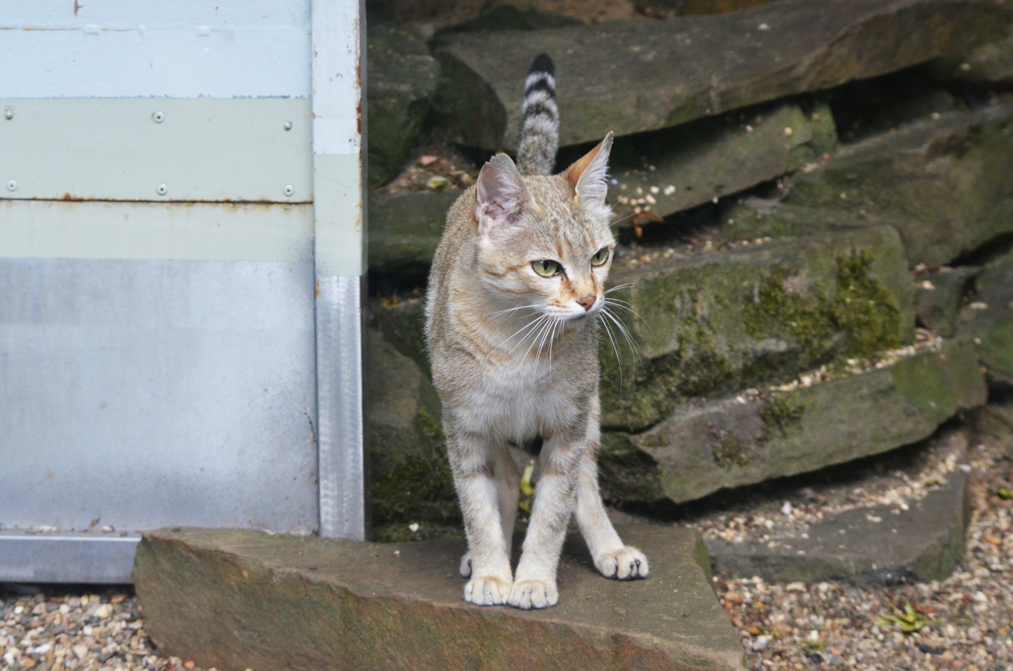 Gordon's Cat at Wuppertal, 16/06/19