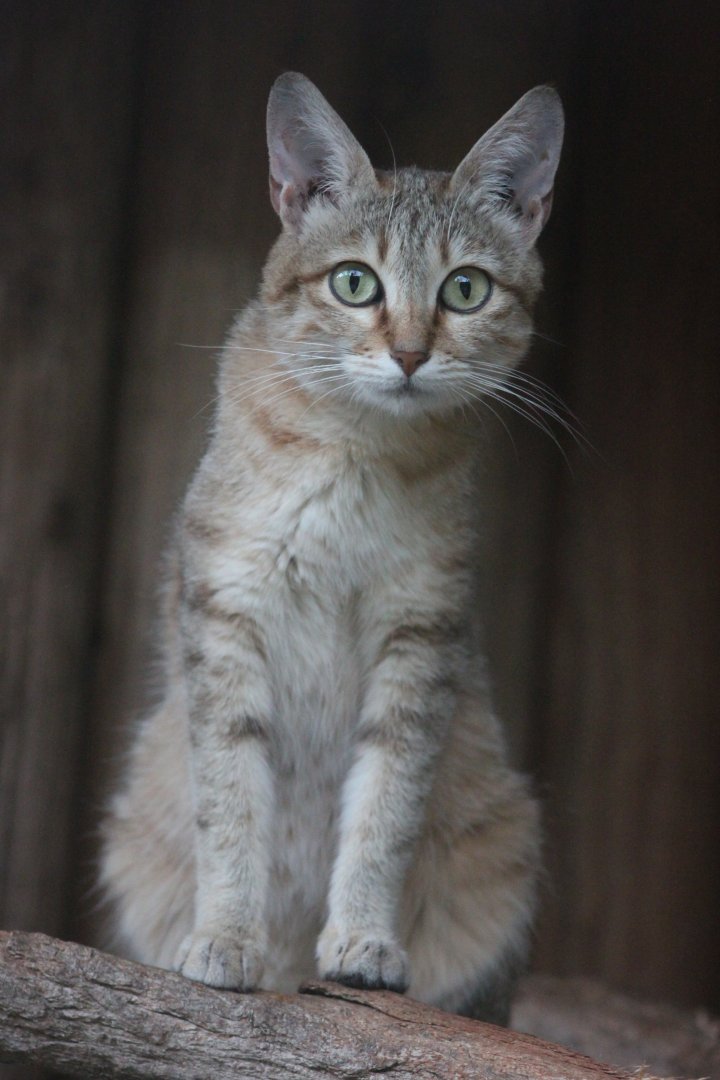 Gordon's wild cat (Felis silvestris gordoni)