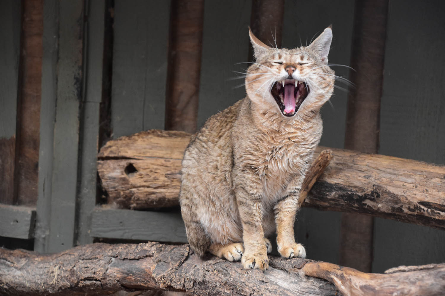 Gordon's wild cat (Felis silvestris gordoni)