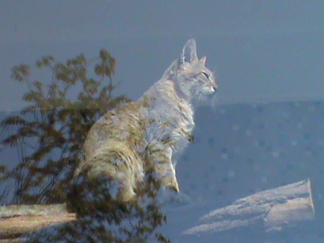 gordon's wildcat 050910