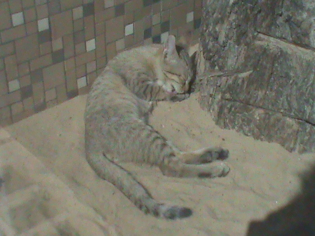 gordons wildcat 050910