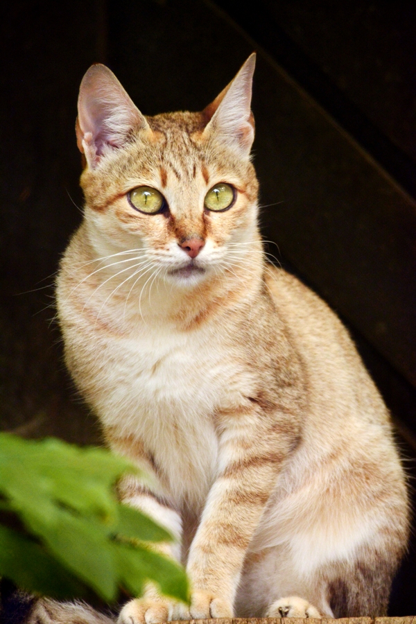 Gordon's wildcat (2015)