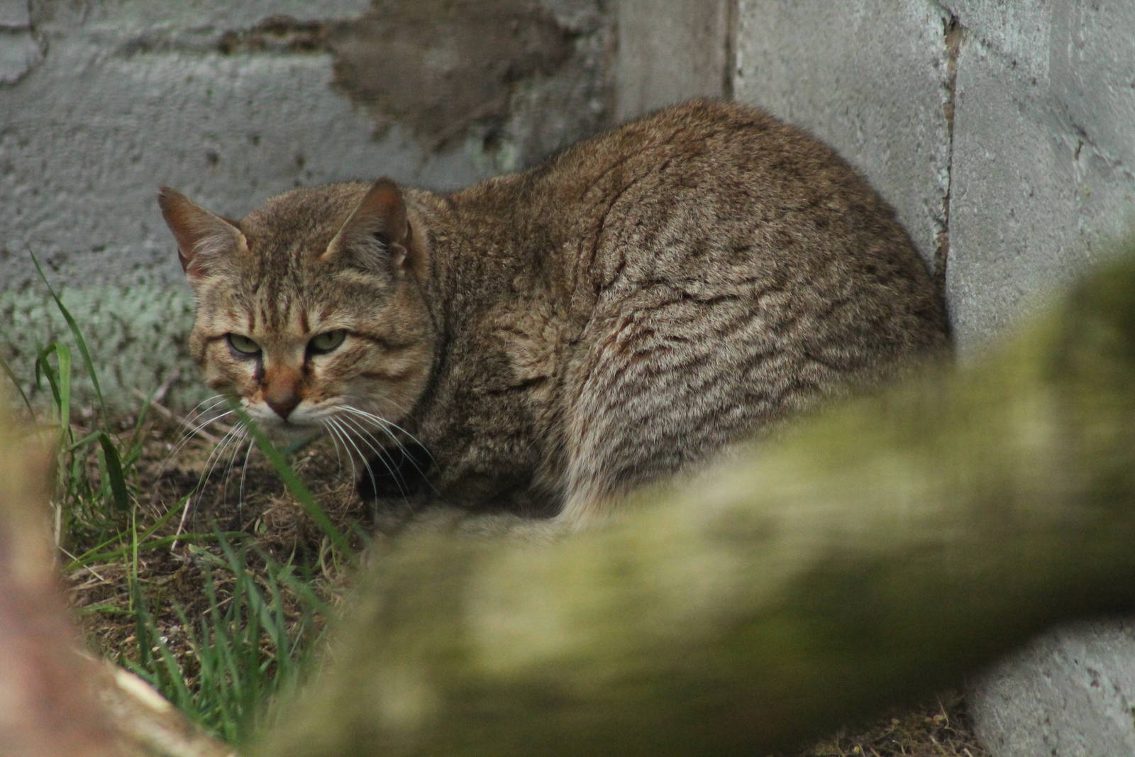 Gordon's Wildcat - 21st March 2015