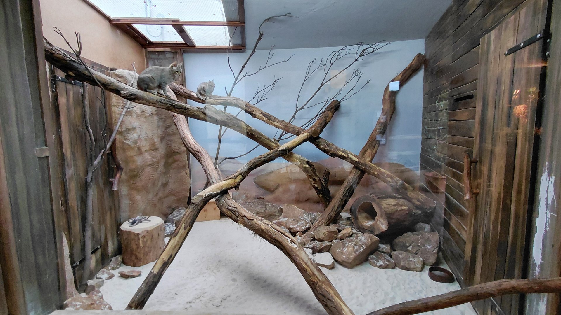 Gordon's wildcat exhibit