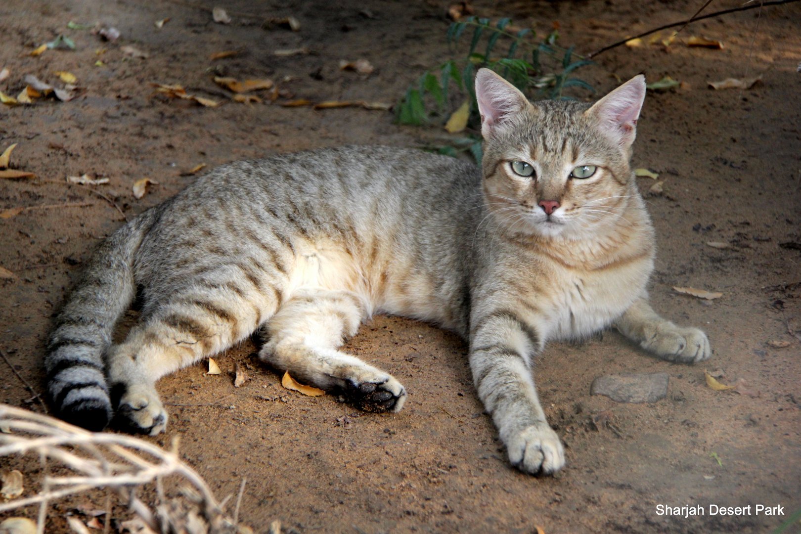 Gordon's wildcat (Felis lybica gordoni) Sept 2018