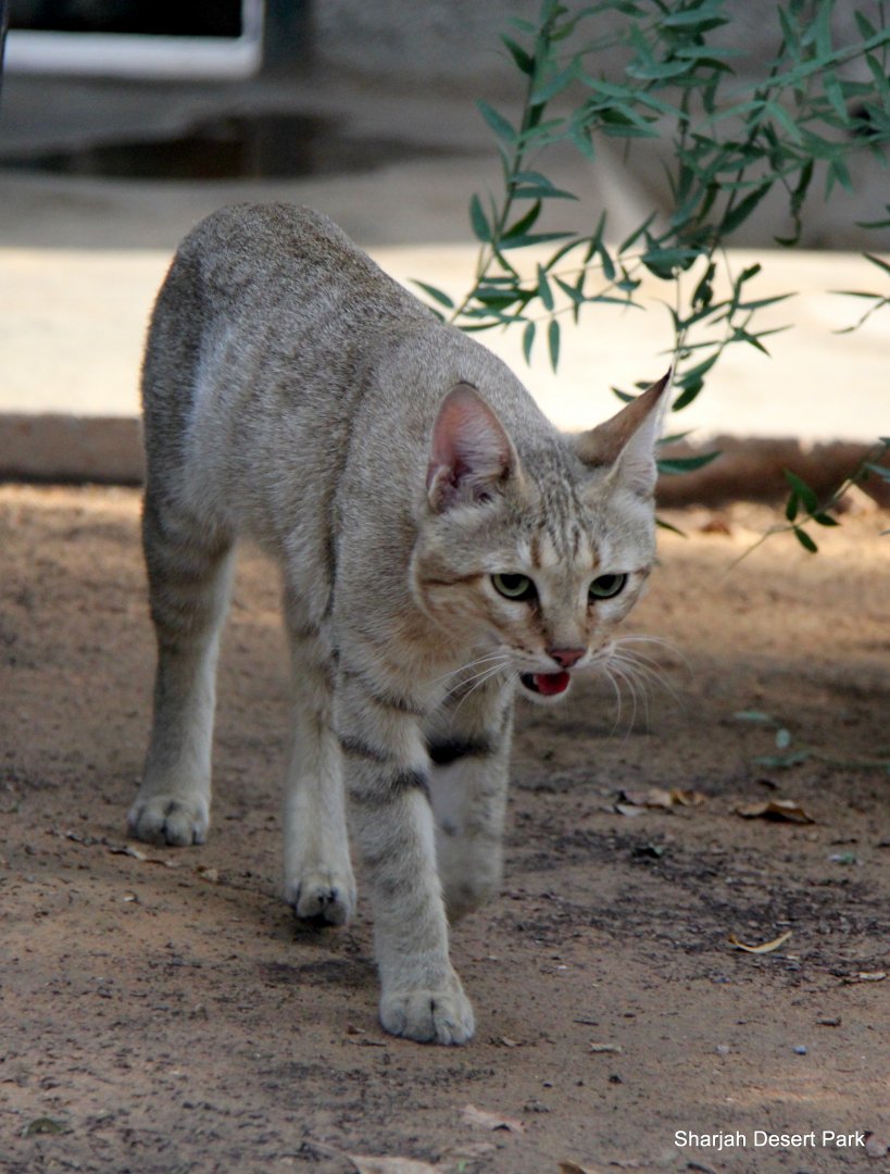 Gordon's wildcat (Felis lybica gordoni) Sept 2018