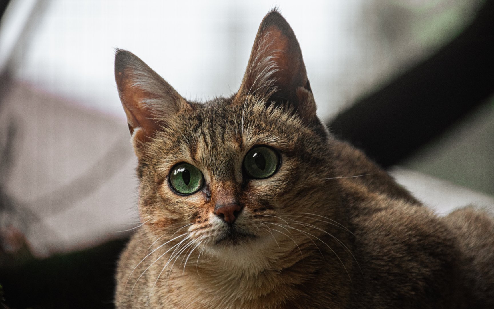 Gordon's wildcat (Felis lybica gordoni)