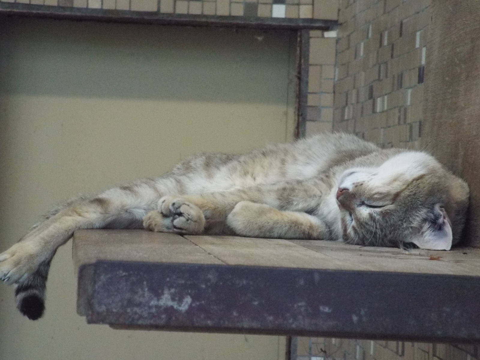 Gordon's Wildcat (Felis silvestris gordoni) at Tierpark Berlin - April 8th