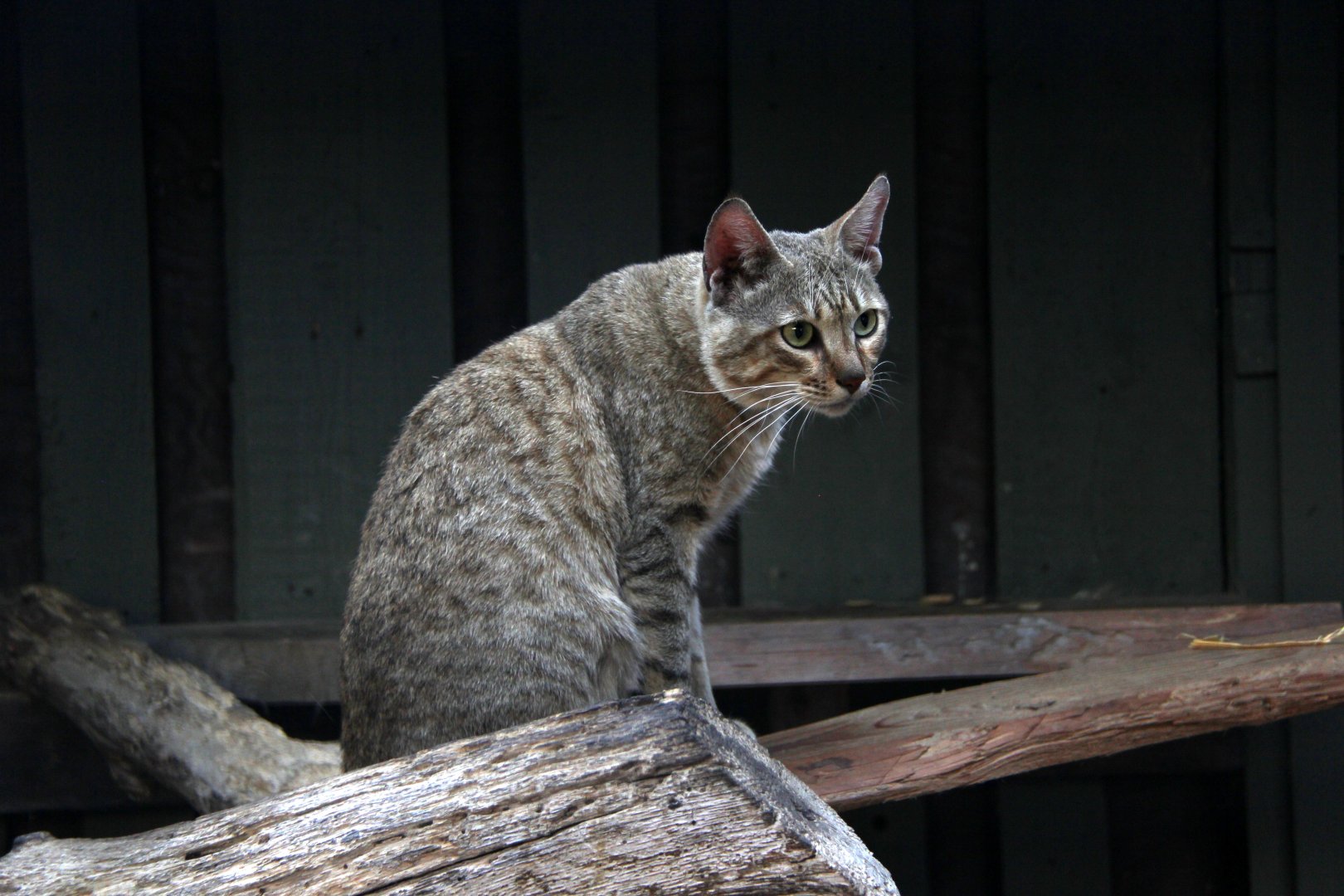 Gordon's wildcat (Felis silvestris gordoni)