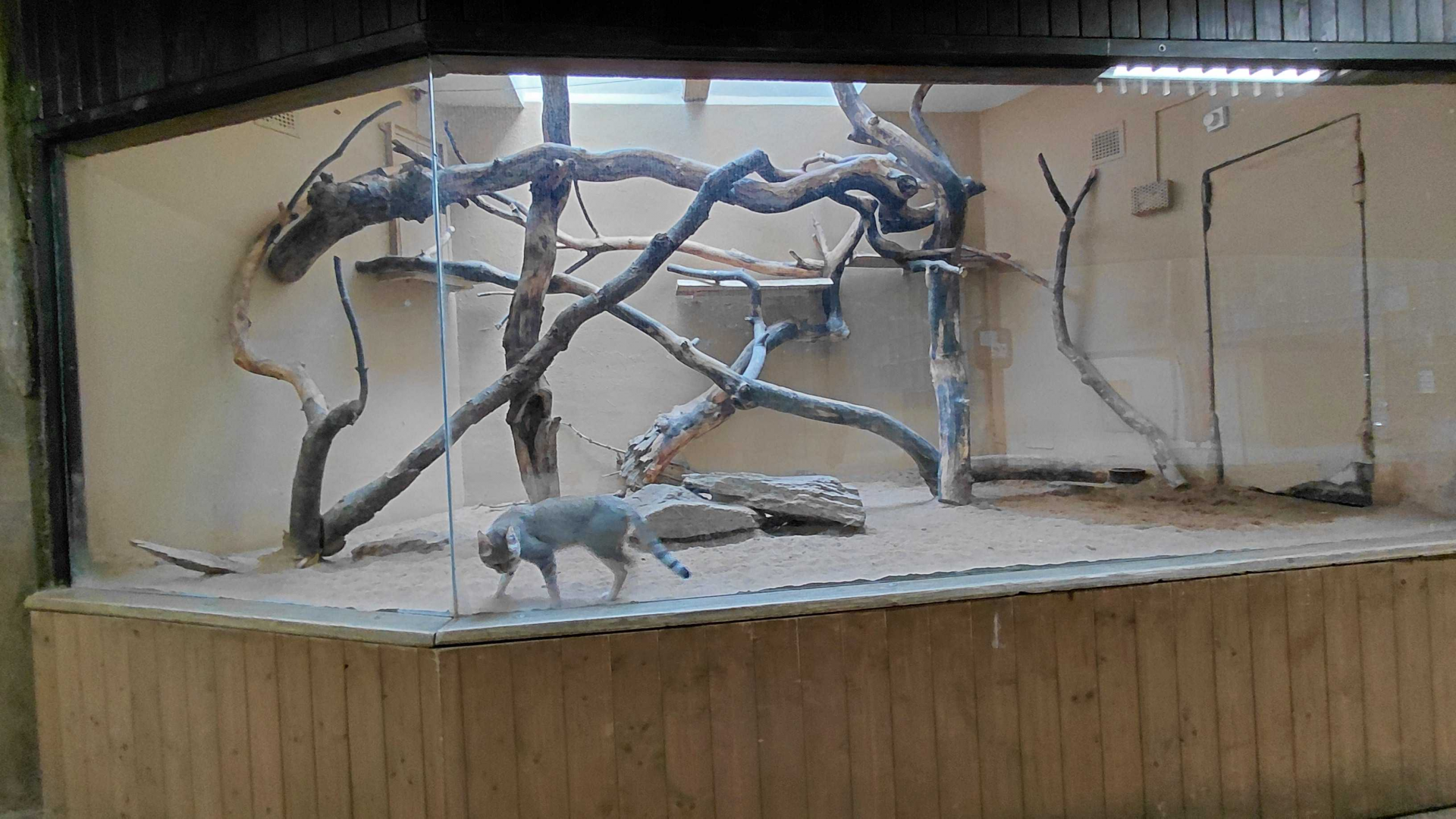 Gordon's wildcat indoor exhibit