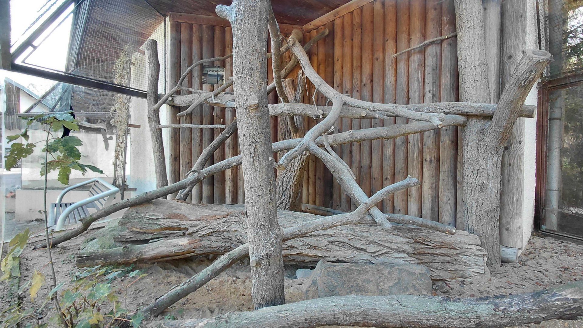 Gordon's wildcat outdoor exhibit