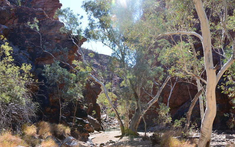 Gorge in Central Australia 3