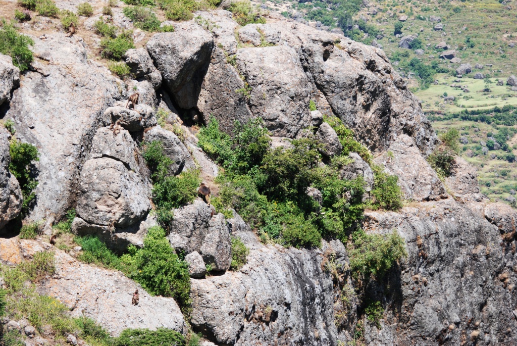 Gorge-side Geladas at Debre Libanos Gorge, Ethiopia, 18/10/14