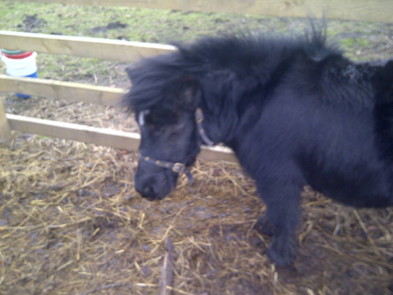Gorgeous Amy :) Sewerby Zoo