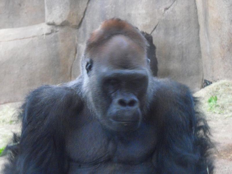 Gorgeous Male Gorilla