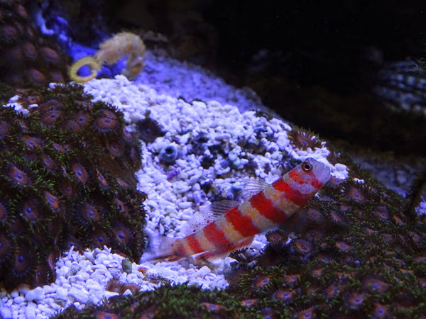 Gorgeous prawn-goby (Amblyeleotris wheeleri)