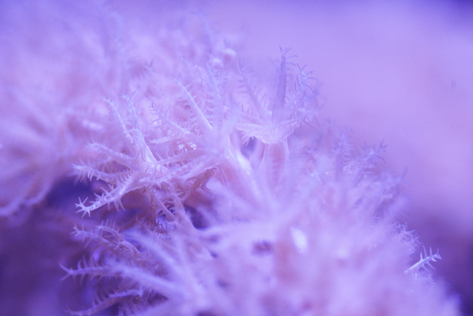Gorgonian Polyps