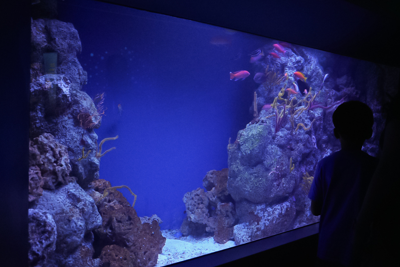 Gorgonian Twilight Zone exhibit (Twilight Zone Gallery)