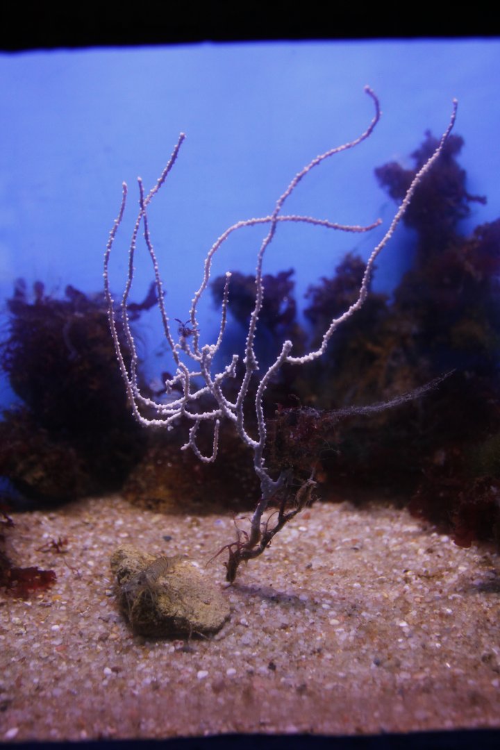 Gorgonian