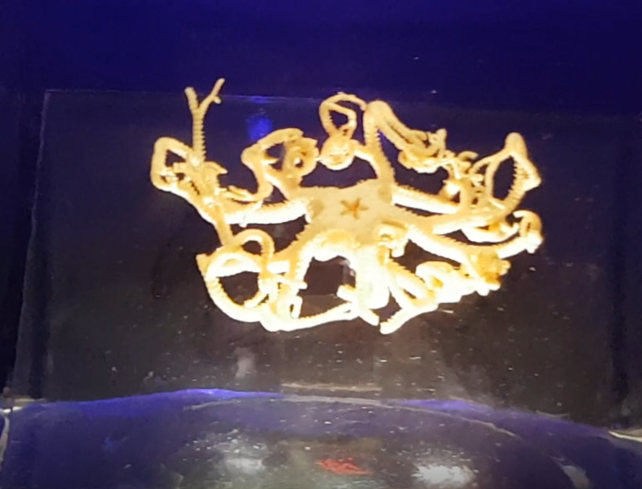 Gorgonocephalus eucnemis