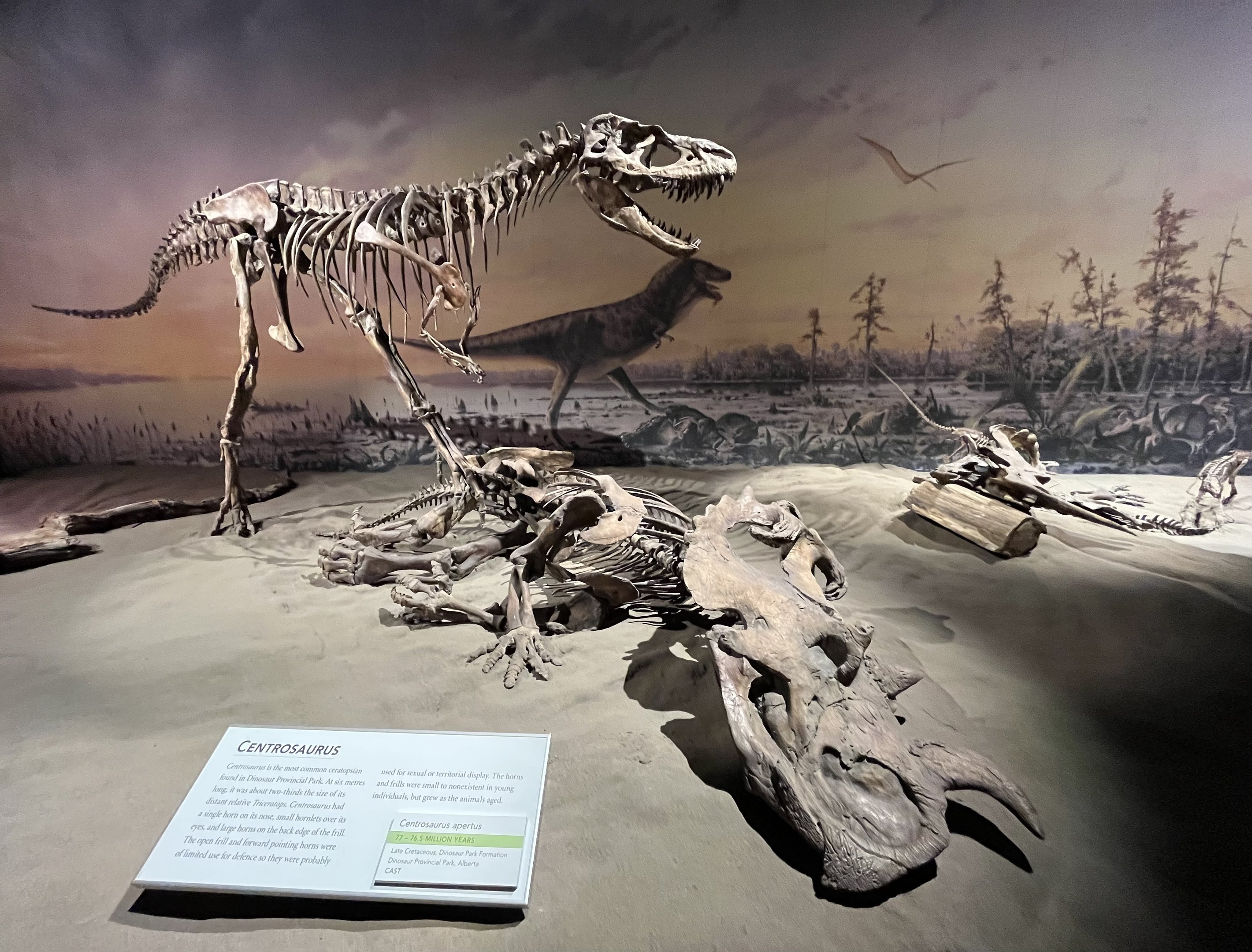 Gorgosaurus + Centrosaurus