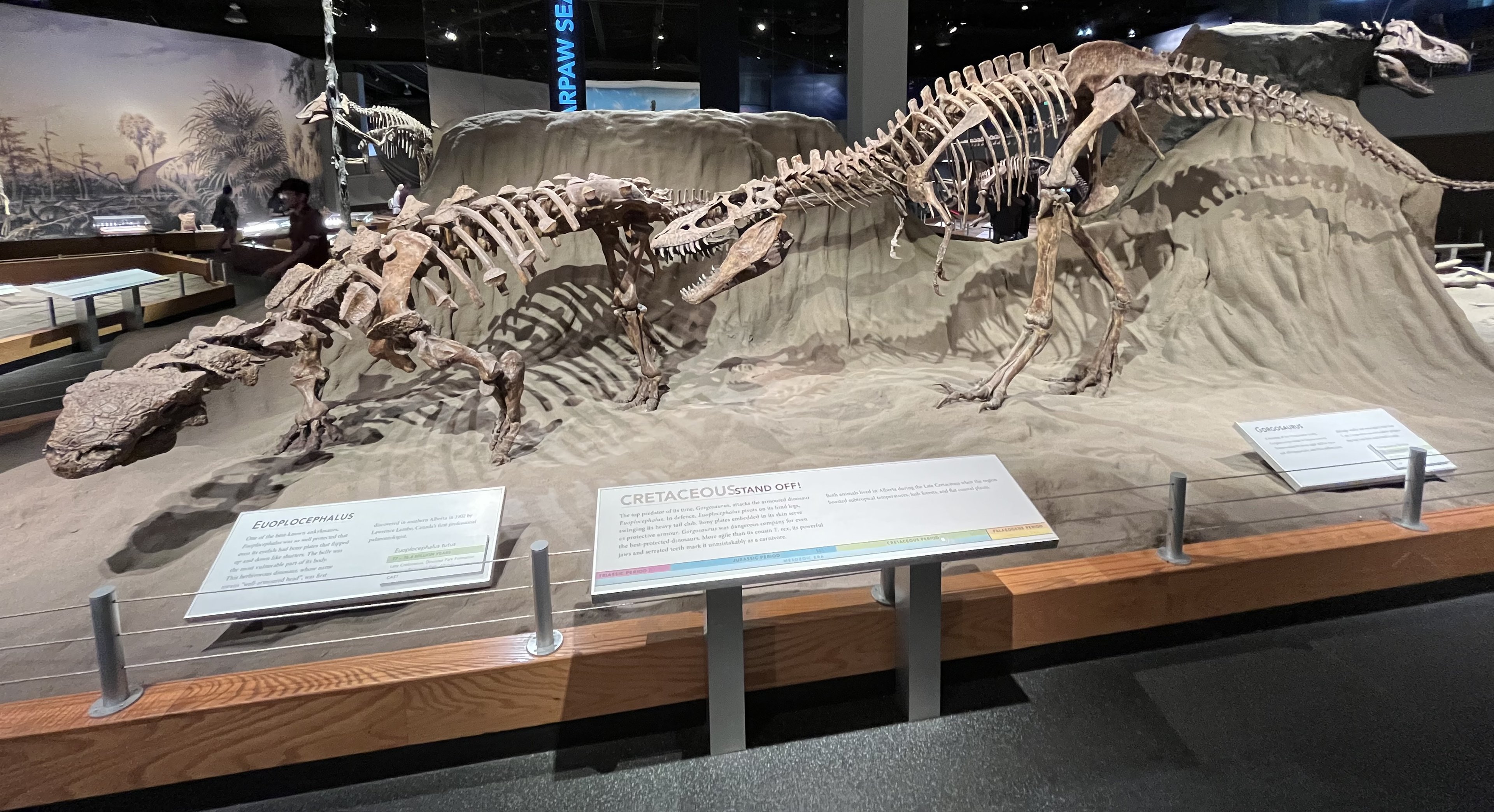 Gorgosaurus + Euoplocephalus