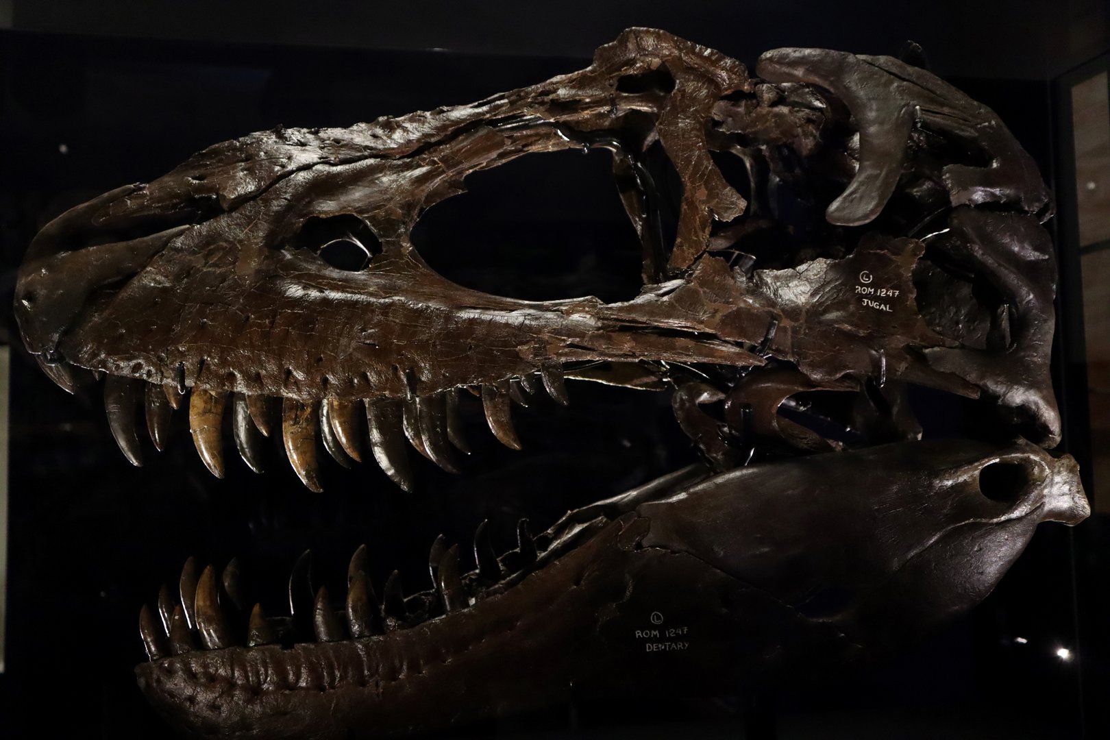 Gorgosaurus libratus ROM 1247