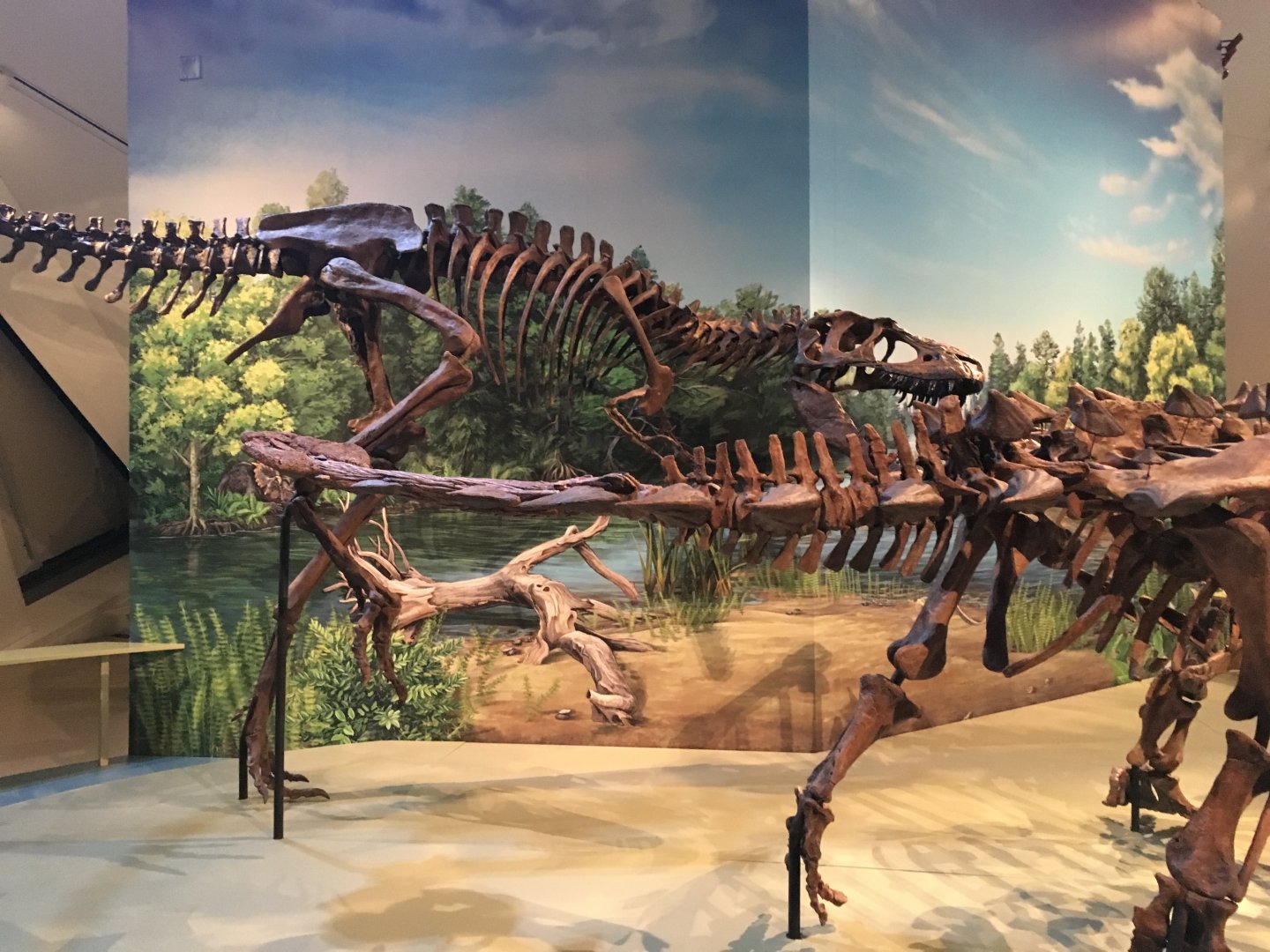 Gorgosaurus - Royal Ontario Museum