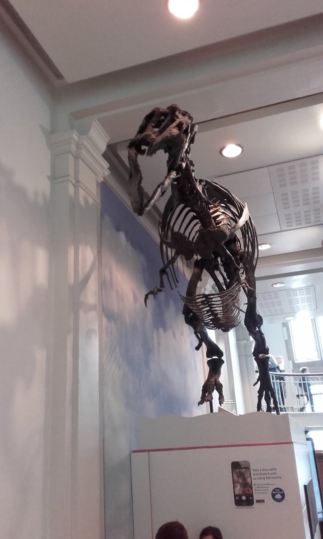 Gorgosaurus Skeleton Cast