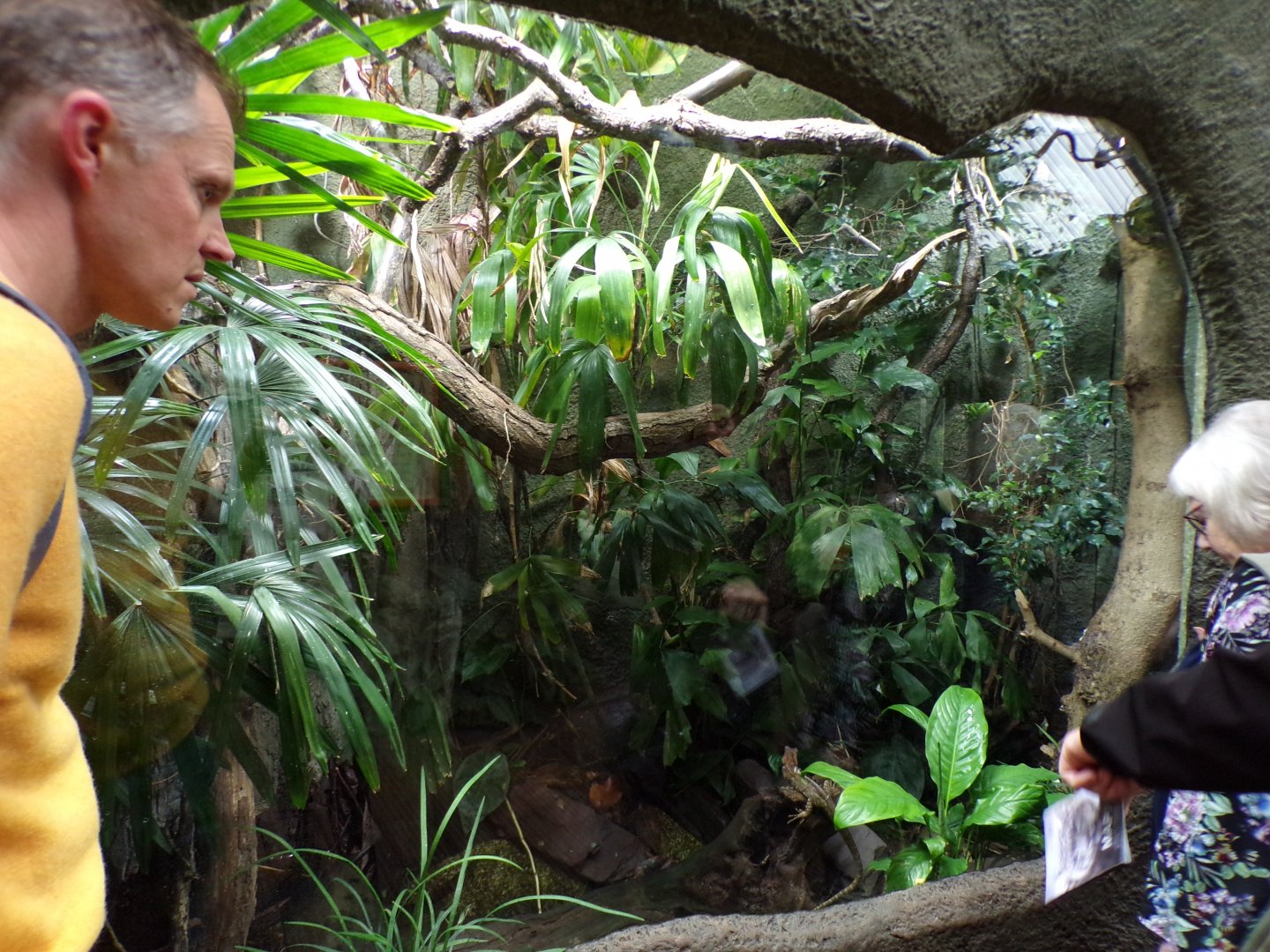 Goriew forest dragon and Asian giant toad enclosure 29.6.24