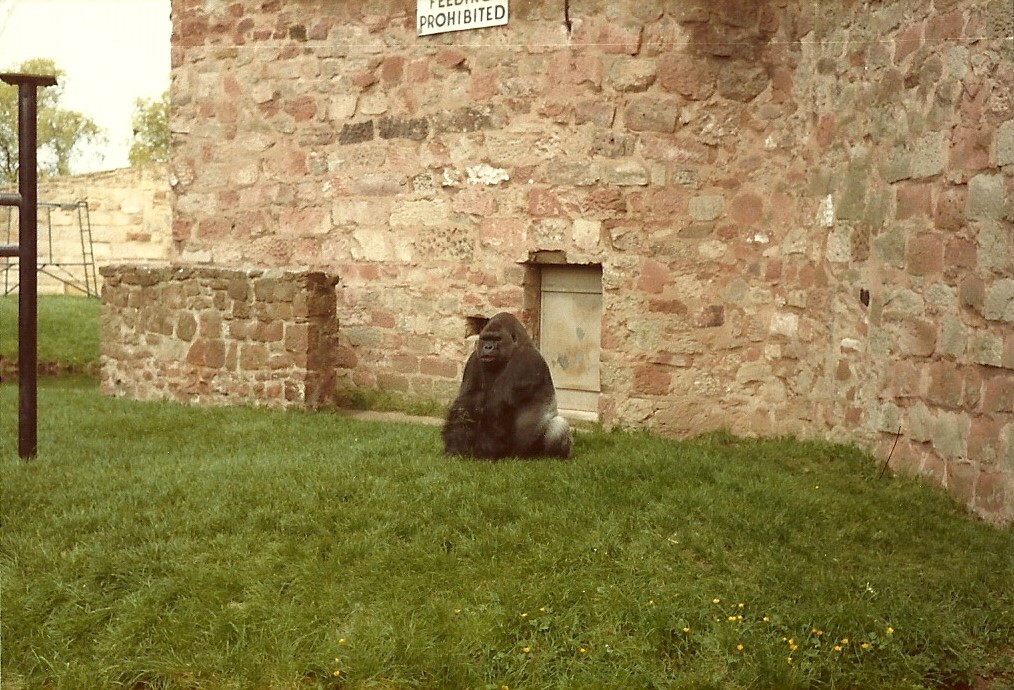 Gorilla, 1981