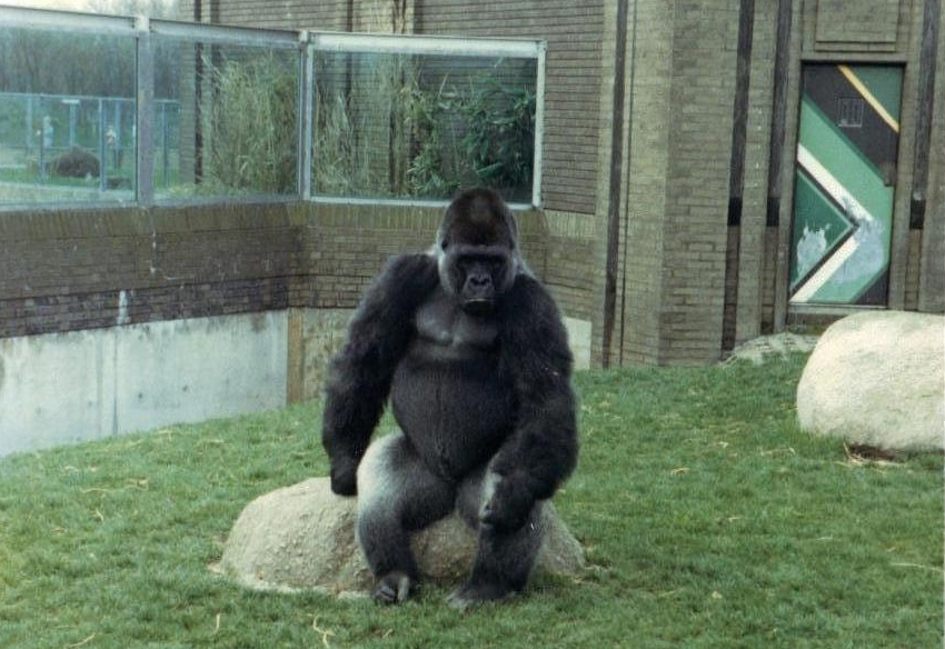 Gorilla 1987