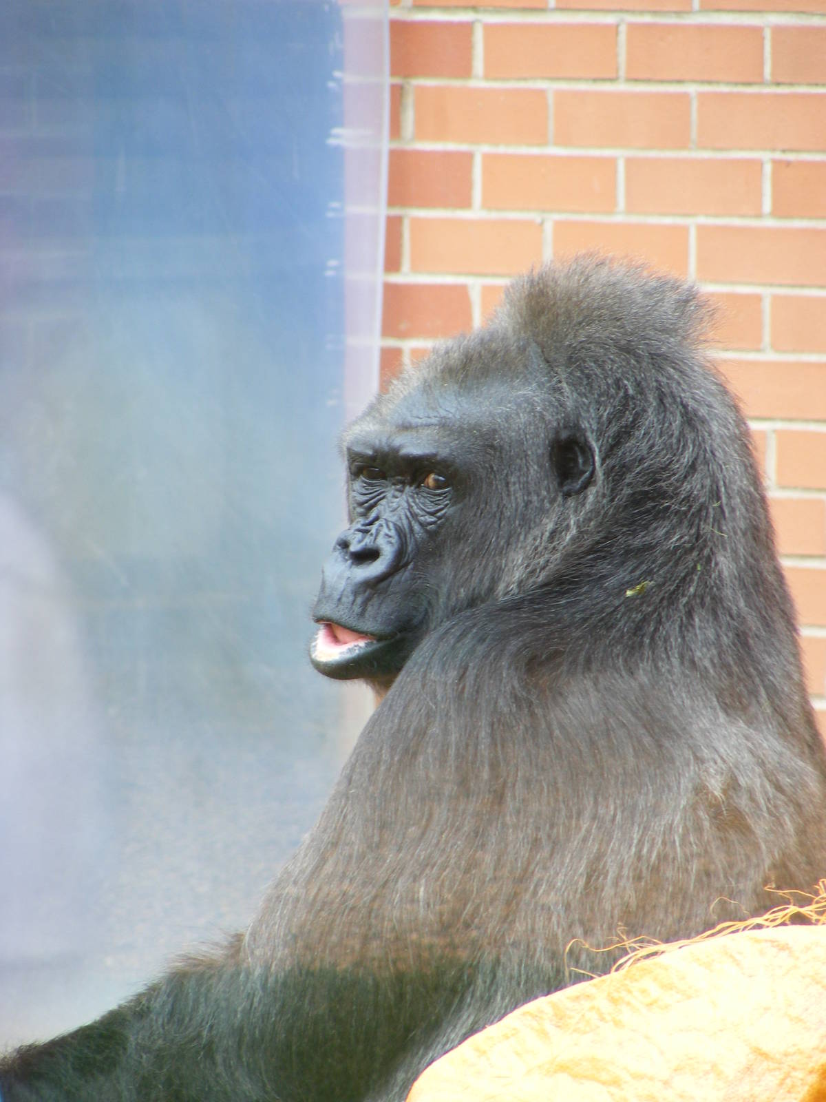 Gorilla 2 May 2009