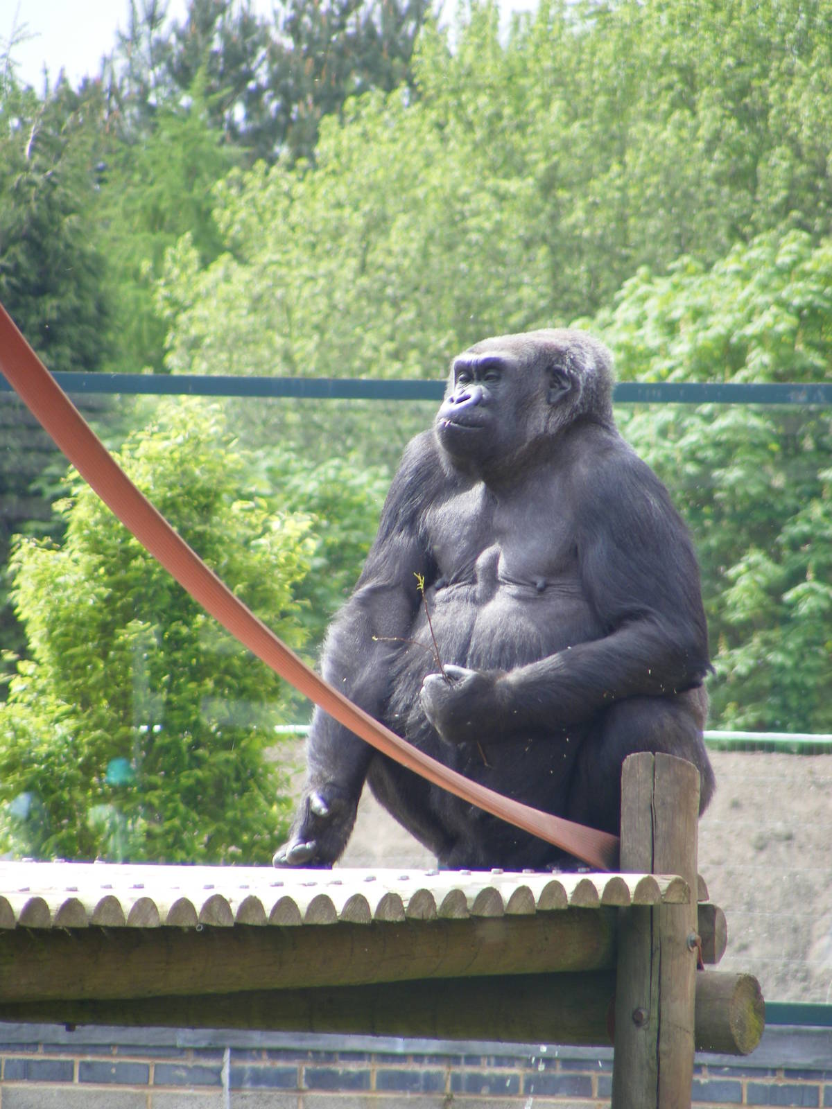 Gorilla 2 May 2009