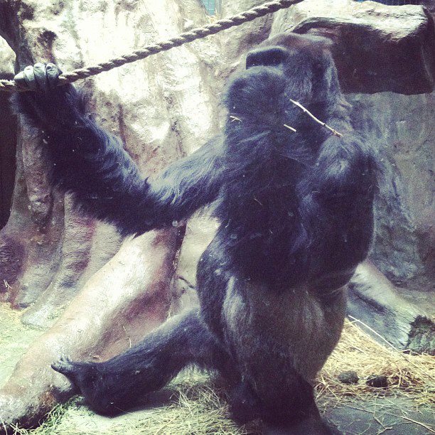 gorilla 2