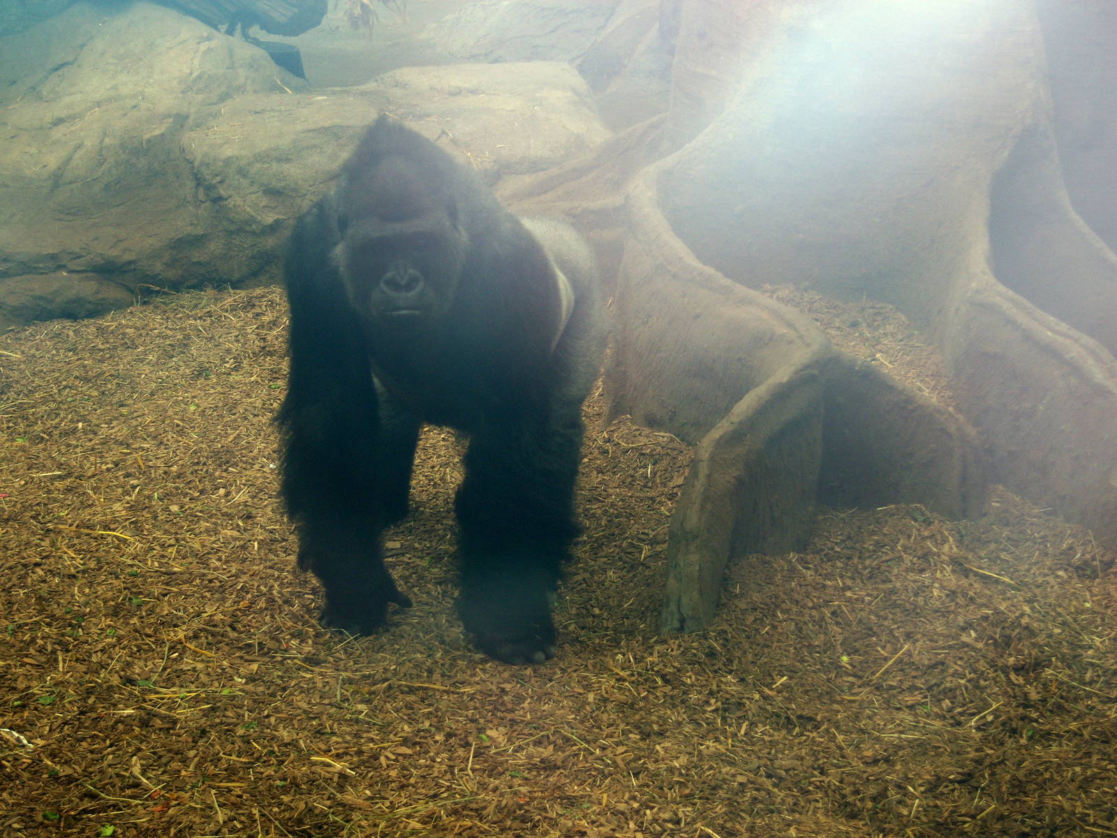 Gorilla - 2009