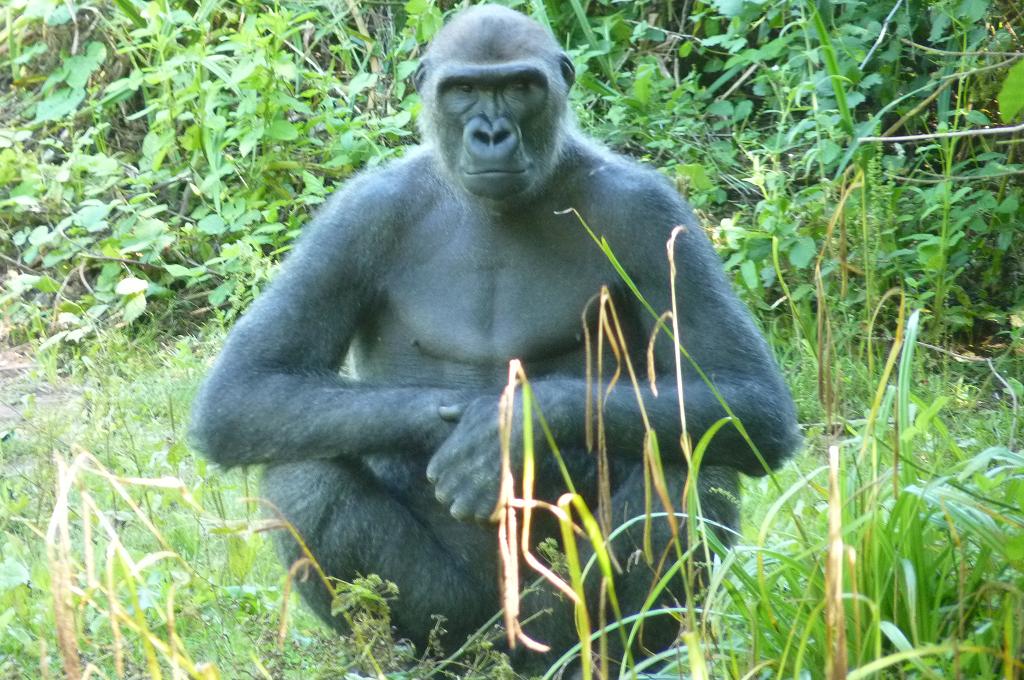 Gorilla, 27 July 2012