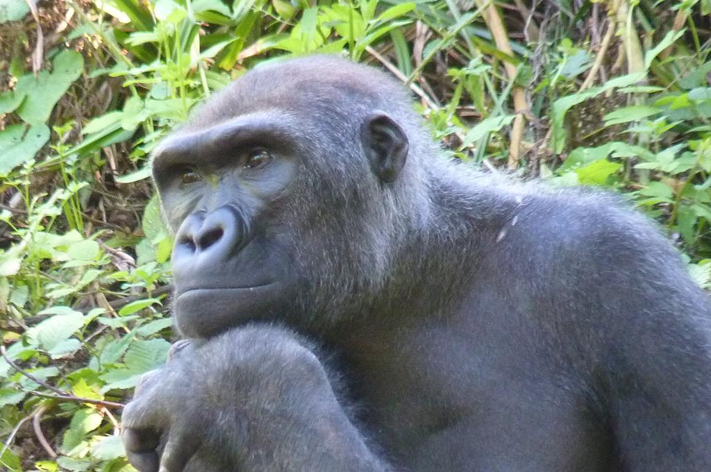 Gorilla, 27 July 2012
