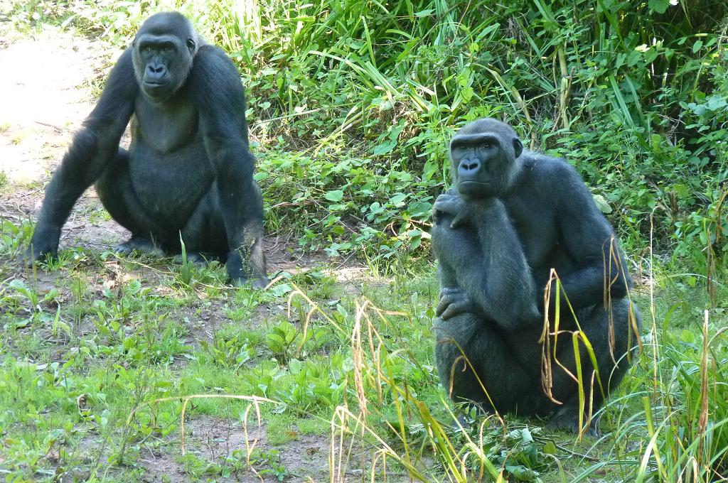 Gorilla, 27 July 2012