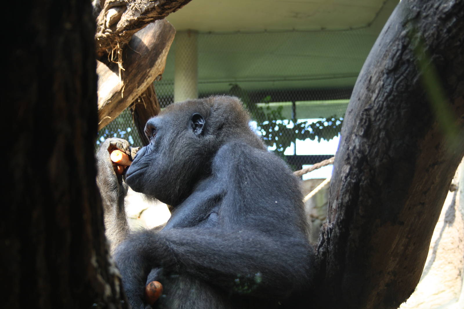 Gorilla - 4 June 2010