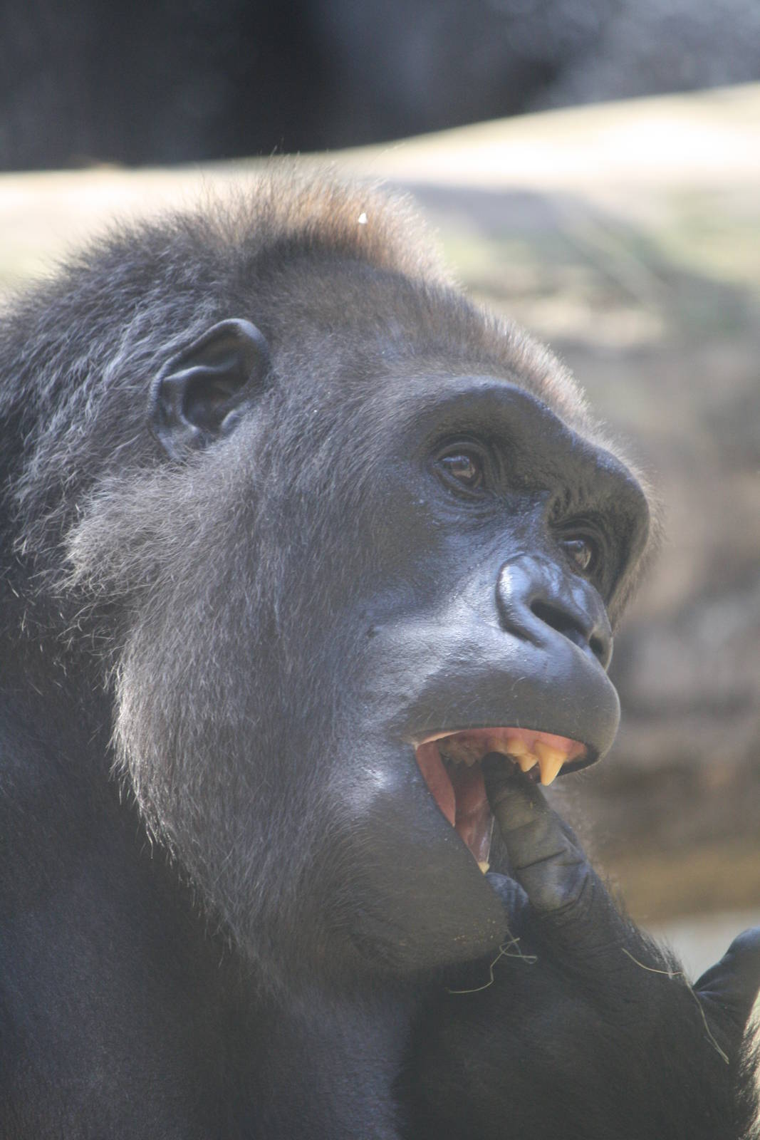 Gorilla - 4 June 2010