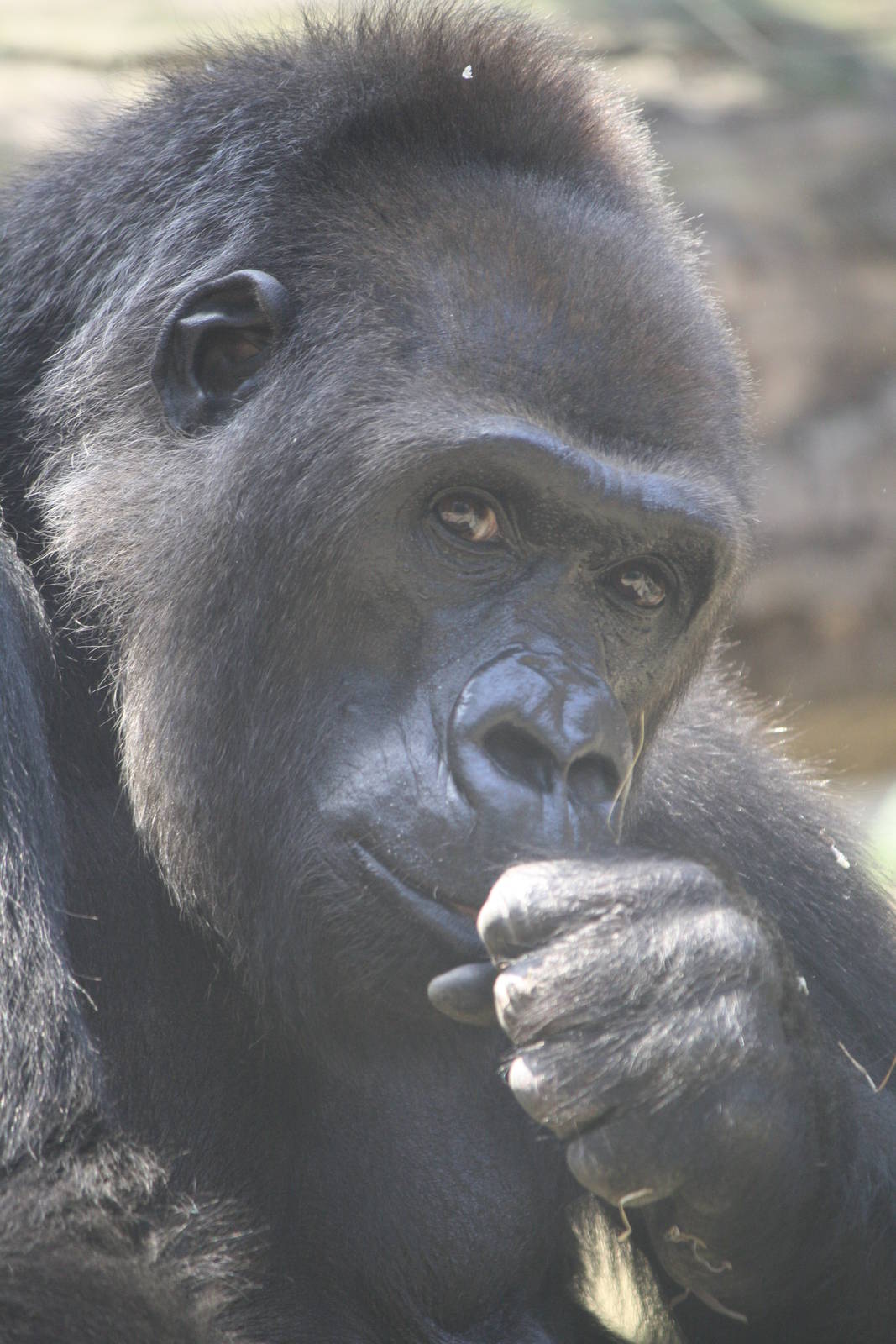 Gorilla - 4 June 2010