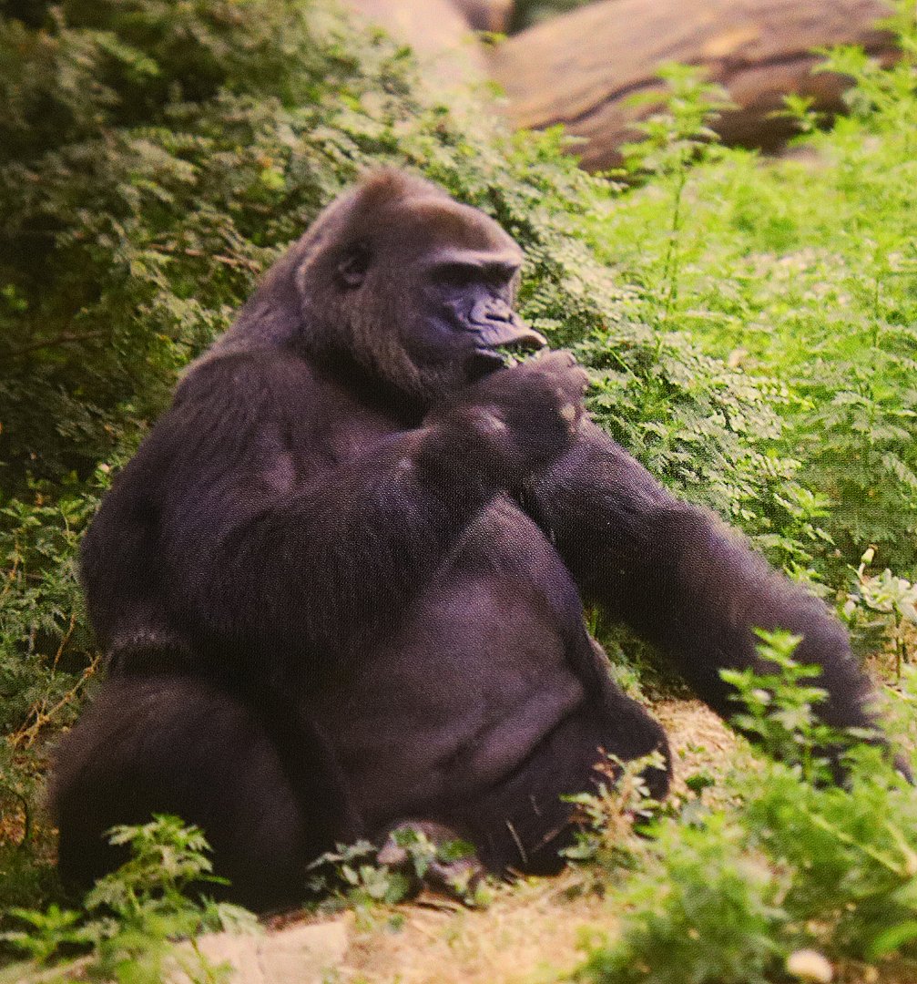 Gorilla A-kou (At the beginning of this century)