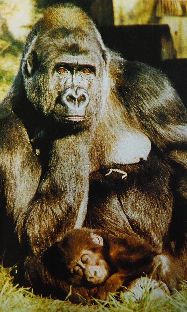 Gorilla A-kou with its baby (1982)