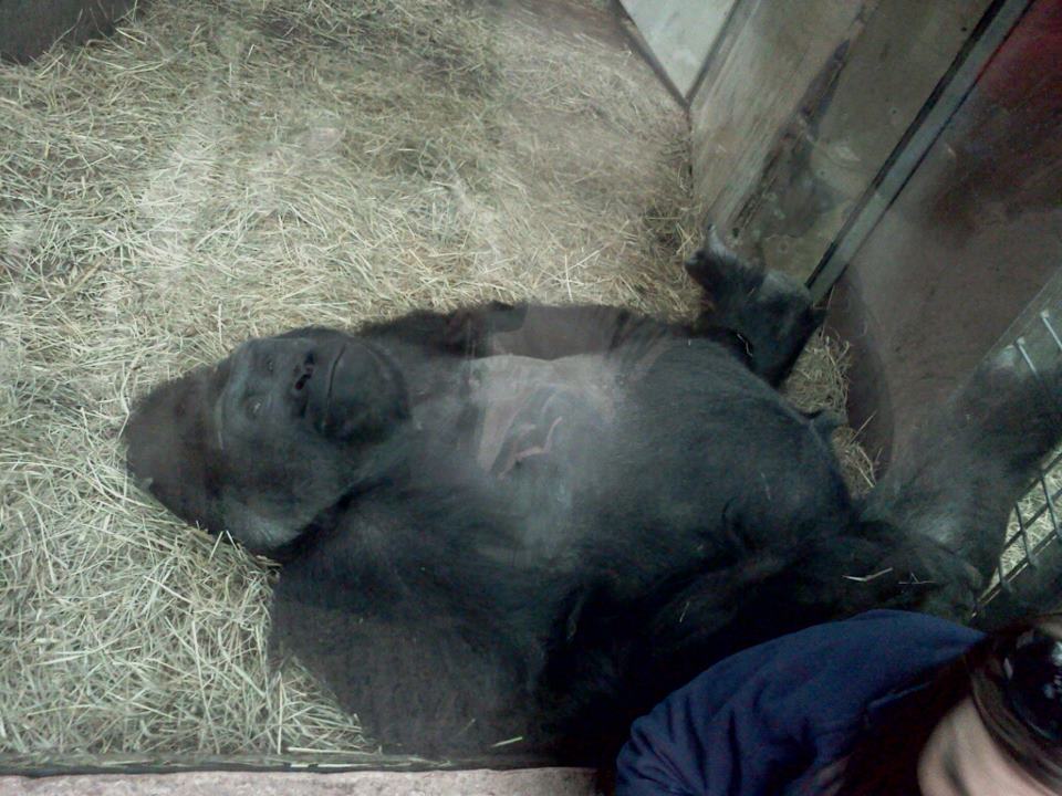 Gorilla, African Forest: The Congo Expedition