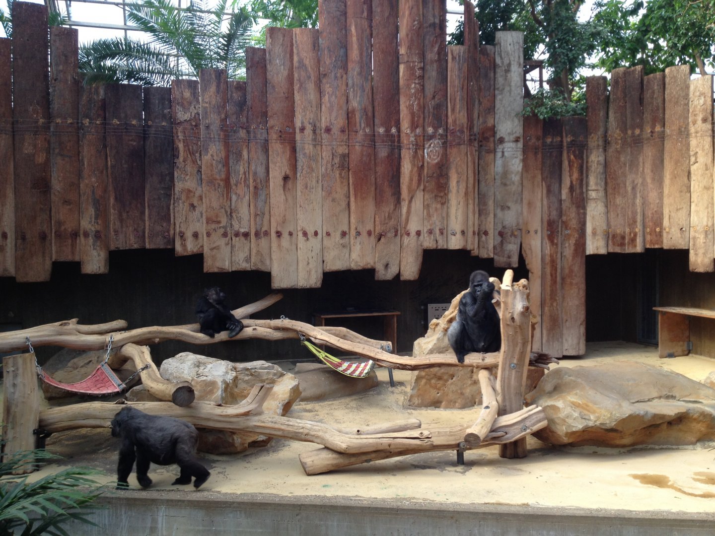 Gorilla all indoor enclosure