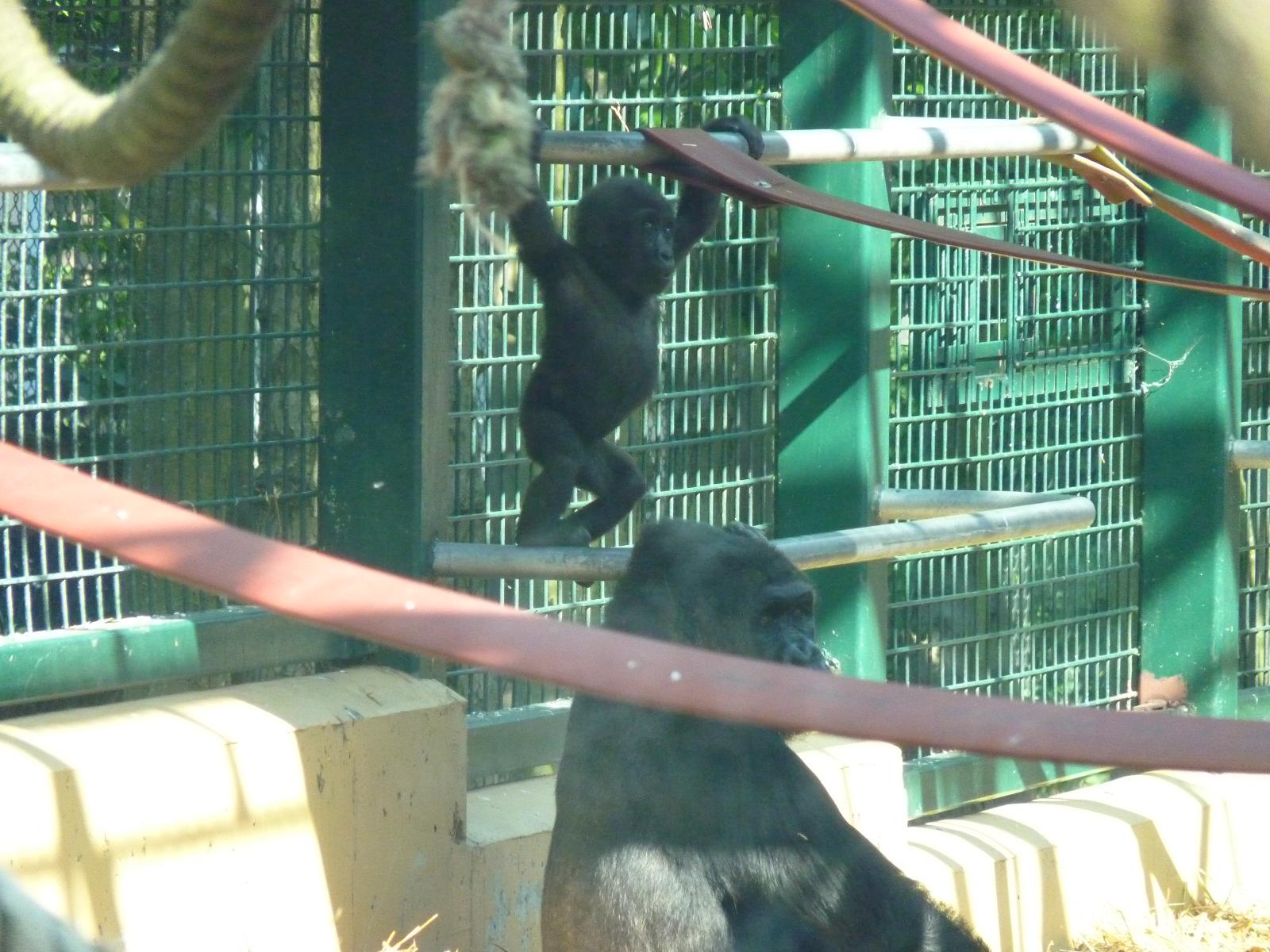 Gorilla and Baby