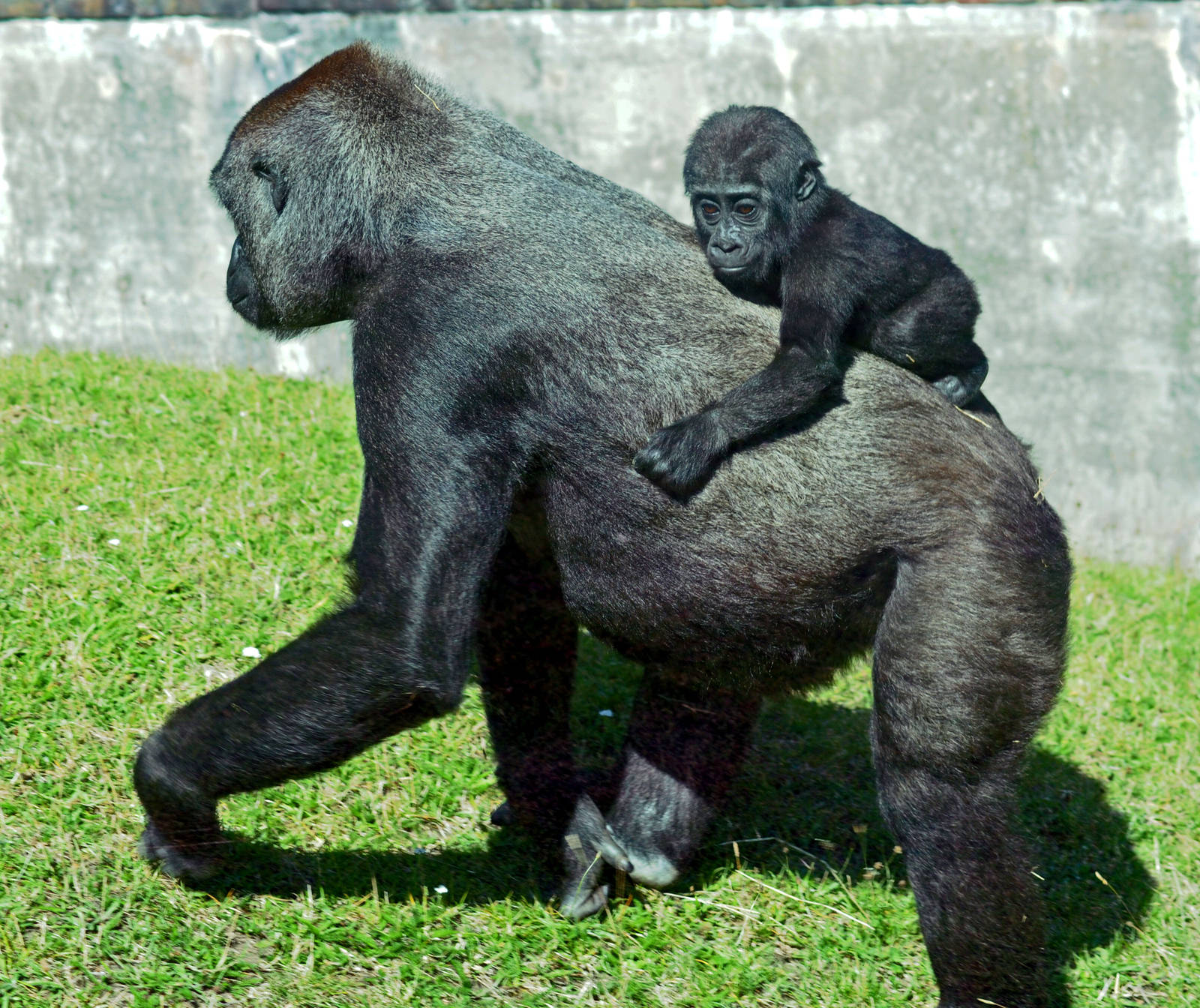 GORILLA AND BABY