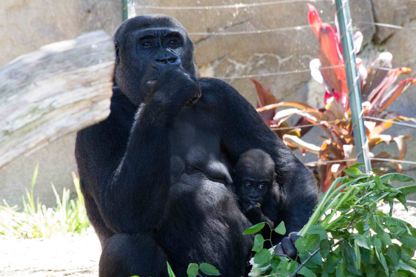 Gorilla and baby