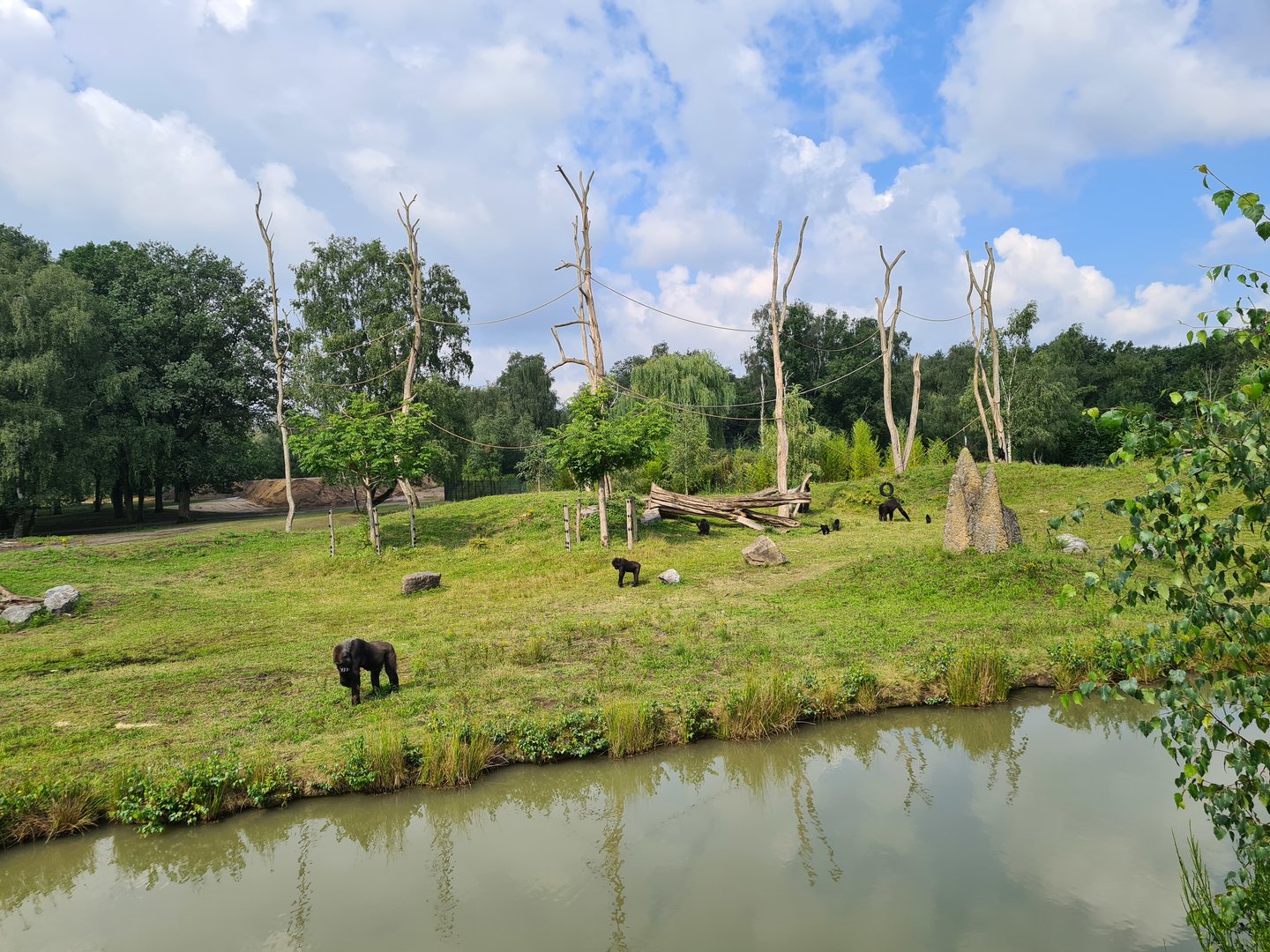 Gorilla and Black Crested mangabey island